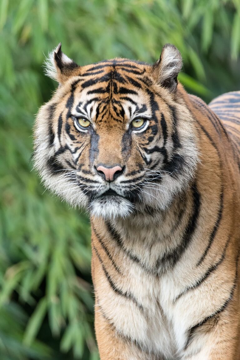 tiger, predator, nature