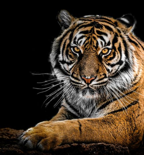 Close-up portrait of a Bengal tiger showcasing its fierce gaze and striking stripes in a dramatic setting.